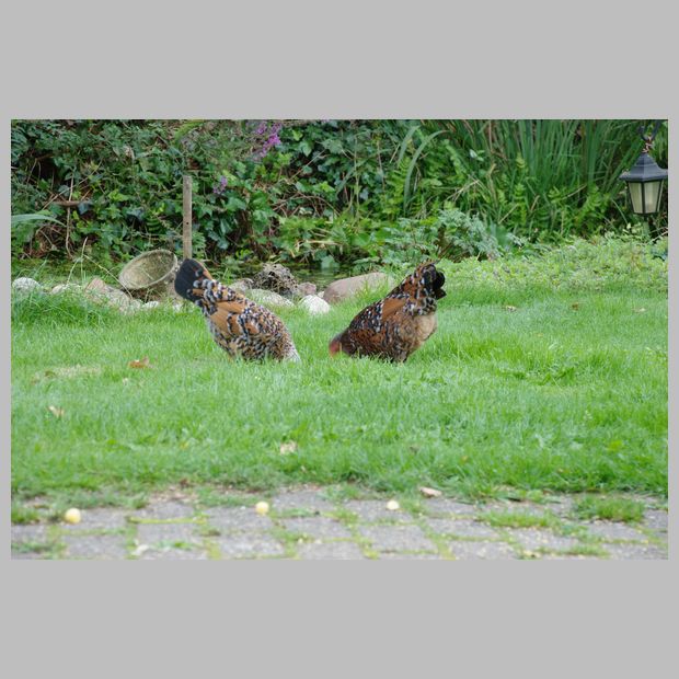 wonen op een leuke boerderij.