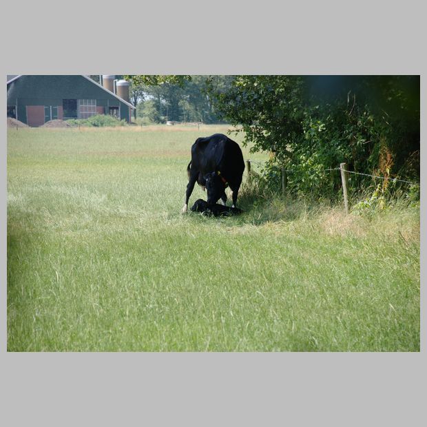 in de wei, vlak bij het bos