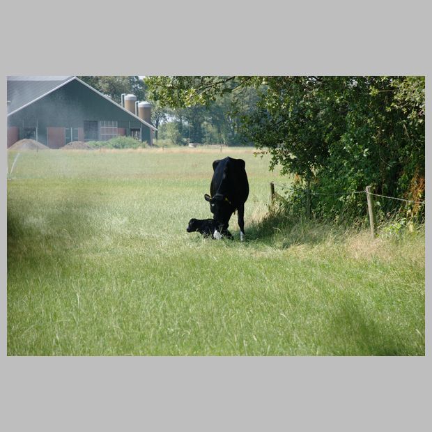 Want boer Guus zei haar vanochtend: